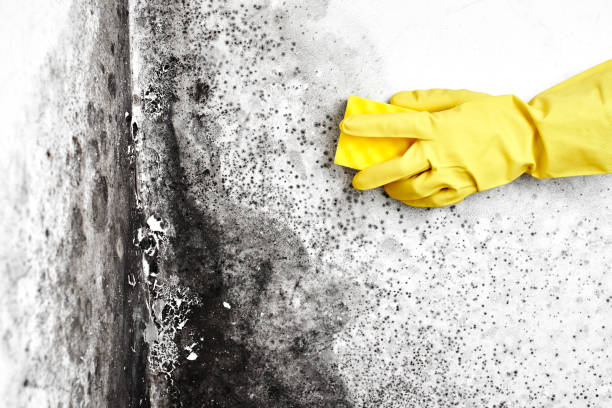 Best Black Mold Remediation in Ann Arbor, MI
