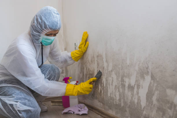 Best Commercial Mold Remediation in Ann Arbor, MI
