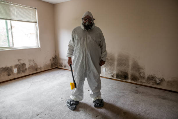 Best Residential Mold Remediation in Ann Arbor, MI