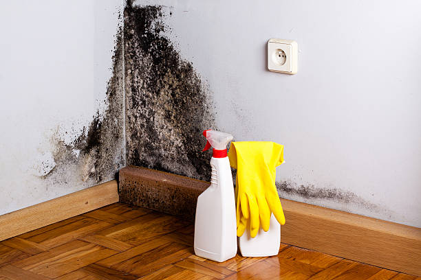 Best Attic Mold Remediation in Ann Arbor, MI